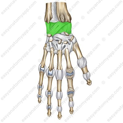 Wrist joint – back surface (art. radiocarpalis)